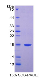 RPA605Bo01.jpg