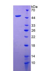 Recombinant Adiponectin (ADPN)