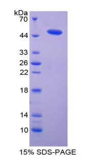 Recombinant Microsomal Glutathione S Transferase 1 (MGST1)