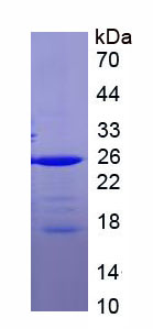 RPA616Fi01.jpg