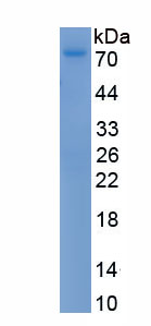 Recombinant Transcription Factor P65 (NFKB3)