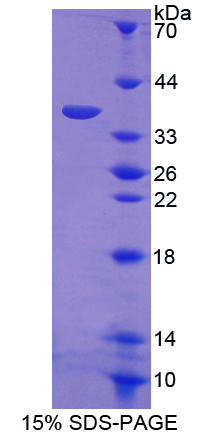 RPA616Mu01.jpg
