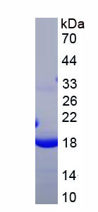 Recombinant Caspase 3 (CASP3)