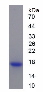 RPA626Hu02.jpg