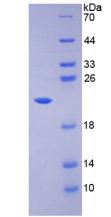 Recombinant Caspase 3 (CASP3)