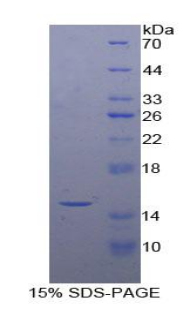 Recombinant Caspase 3 (CASP3)