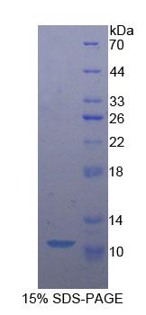 Recombinant Caspase 9 (CASP9)