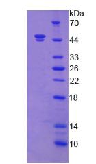 Recombinant Fibroblast Growth Factor 7 (FGF7)