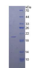 Recombinant Calmodulin (CAM)