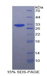 RPA642Hu01.jpg