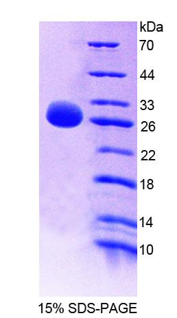 Recombinant Glutathione S Transferase Mu 4 (GSTm4)