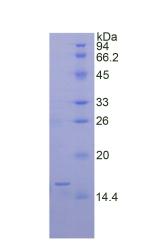 Recombinant Bone Morphogenetic Protein 6 (BMP6)