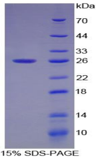 Recombinant Mothers Against Decapentaplegic Homolog 1 (Smad1)