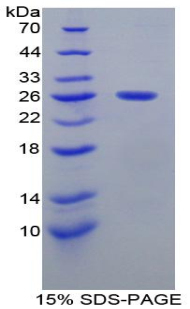 Recombinant Mothers Against Decapentaplegic Homolog 1 (Smad1)