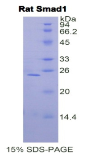 Recombinant Mothers Against Decapentaplegic Homolog 1 (Smad1)