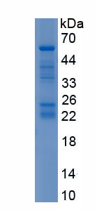 Recombinant Bone Morphogenetic Protein 1 (BMP1)