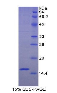 Recombinant Amiloride Binding Protein 1 (ABP1)