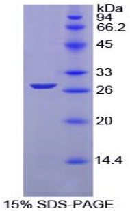 Recombinant Glutathione S Transferase Mu 1 (GSTM1)