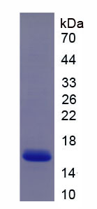 RPA684Hu02.jpg