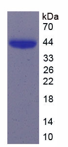 Recombinant Cluster Of Differentiation 14 (CD14)