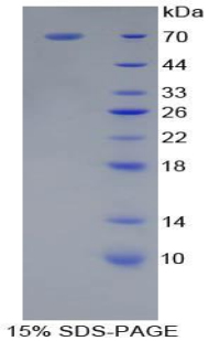 Recombinant Cluster Of Differentiation 14 (CD14)