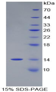 Recombinant Procalcitonin (PCT)