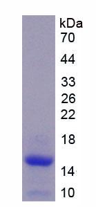 Recombinant Procalcitonin (PCT)