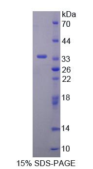 Recombinant Kallikrein 8 (KLK8)