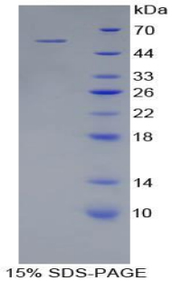 RPA691Hu01.jpg