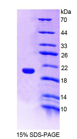 Recombinant Neuropilin 1 (NRP1)