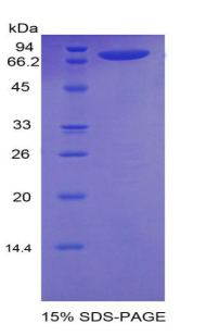 Recombinant Neuropilin 1 (NRP1)