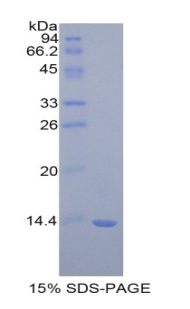 Recombinant Macrophage Migration Inhibitory Factor (MIF)