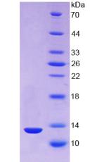 Recombinant Thioredoxin (Trx)