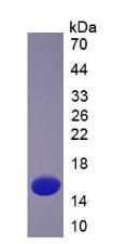 Recombinant Thioredoxin (Trx)