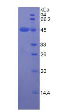 Recombinant Apolipoprotein E (APOE)