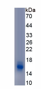 Recombinant Mucin 2 (MUC2)