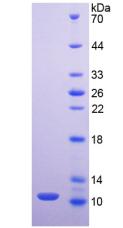 Recombinant Mucin 2 (MUC2)