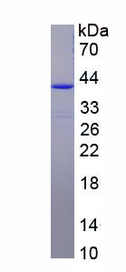 Recombinant Mucin 2 (MUC2)