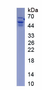 Recombinant Prothrombin Fragment 1+2 (F1+2)