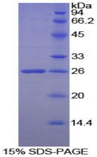 Recombinant Heparanase (HPSE)