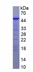 Recombinant Heparanase (HPSE)