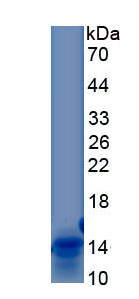 Recombinant C-Type Natriuretic Peptide (CNP)