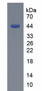 Recombinant C-Type Natriuretic Peptide (CNP)