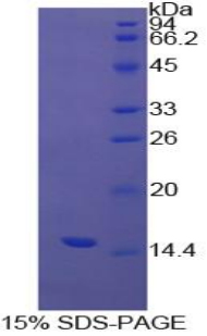 Recombinant Prealbumin (PALB)