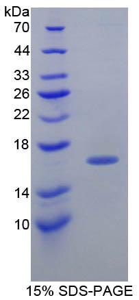 Recombinant Prealbumin (PALB)