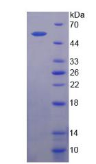 RPA733Hu01.jpg