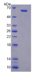 Recombinant Prostaglandin I Synthase (PTGIS)