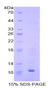 Recombinant Metallothionein 3 (MT3)