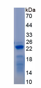 Recombinant Epidermal Growth Factor Receptor (EGFR)