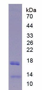 Recombinant Lipase, Hepatic (LIPC)